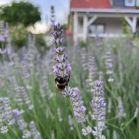 Spindlerhof Am Harz *