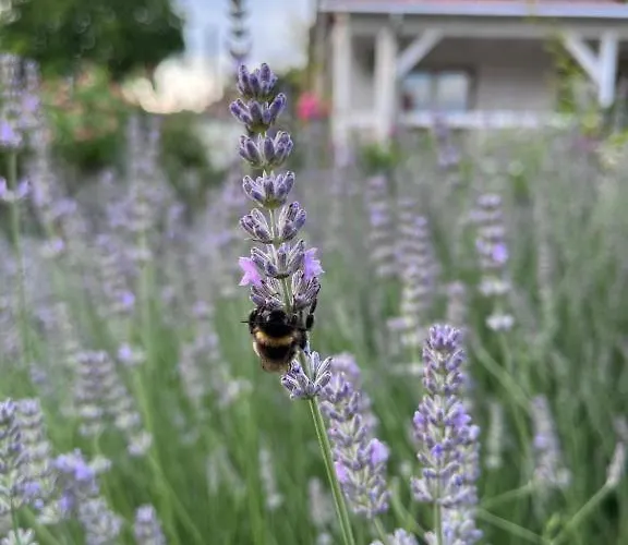 Spindlerhof Am Harz *